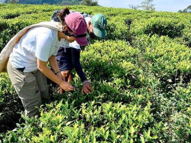 Hands-on Heritage: Learning to Pluck Tea