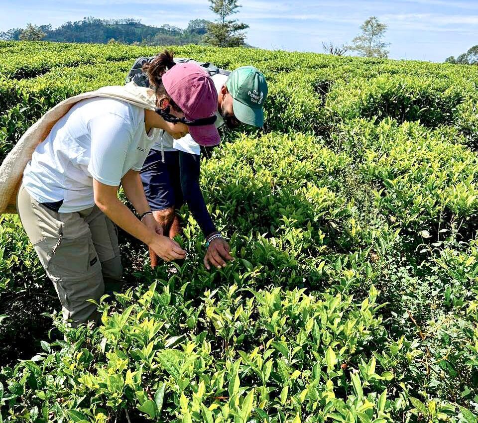 Hands-on Heritage: Learning to Pluck Tea