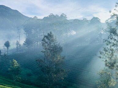 Rays of Pekoe: Morning Light Over the Tea Fields