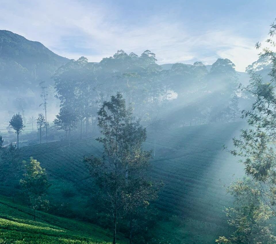 Rays of Pekoe: Morning Light Over the Tea Fields