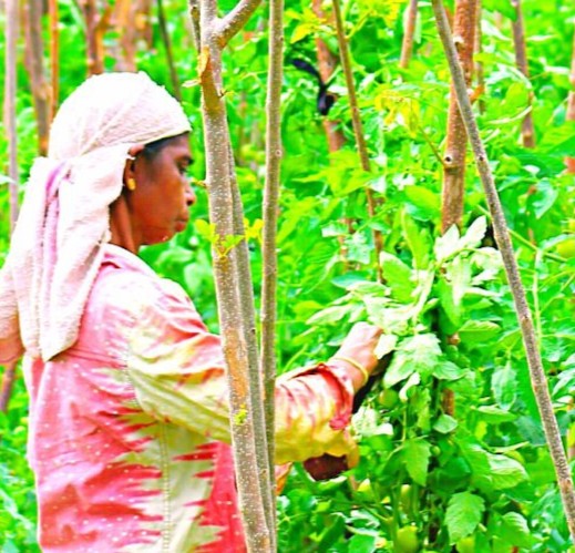 traditional-chena-farmers