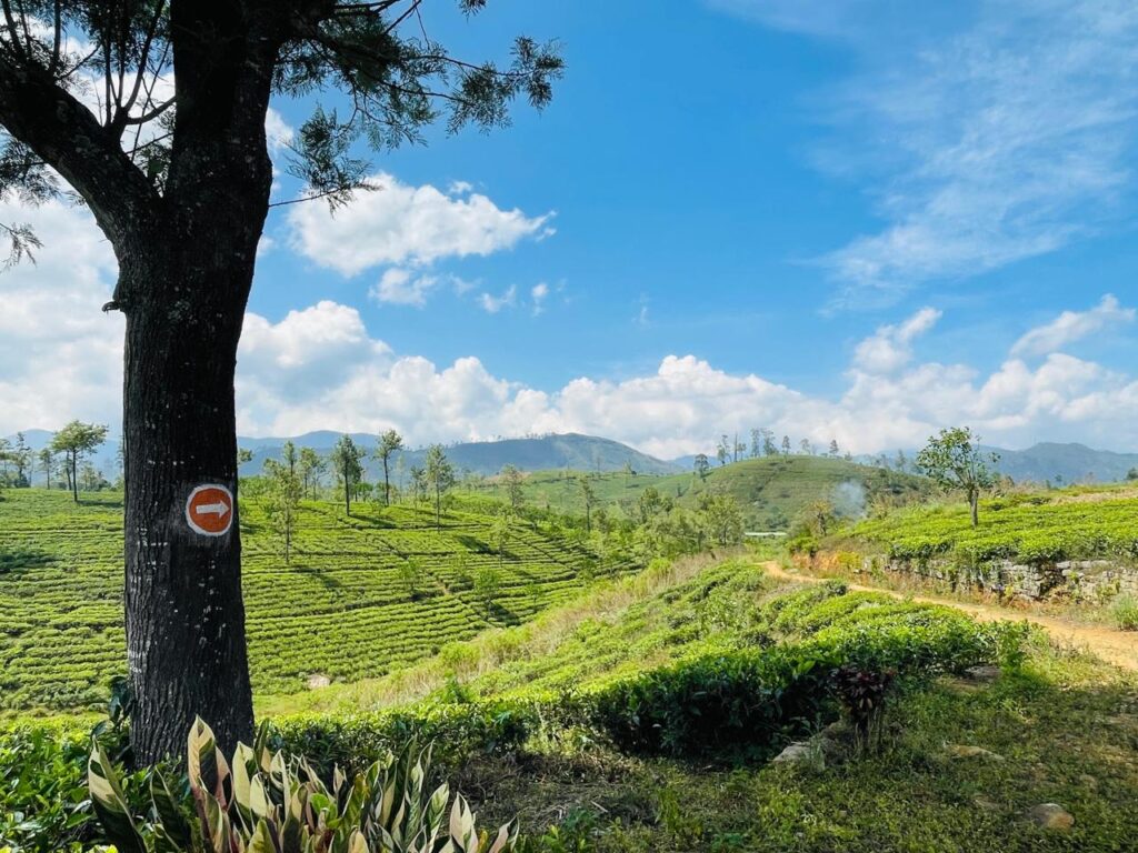 Pekoe Trail waymark among tea fields