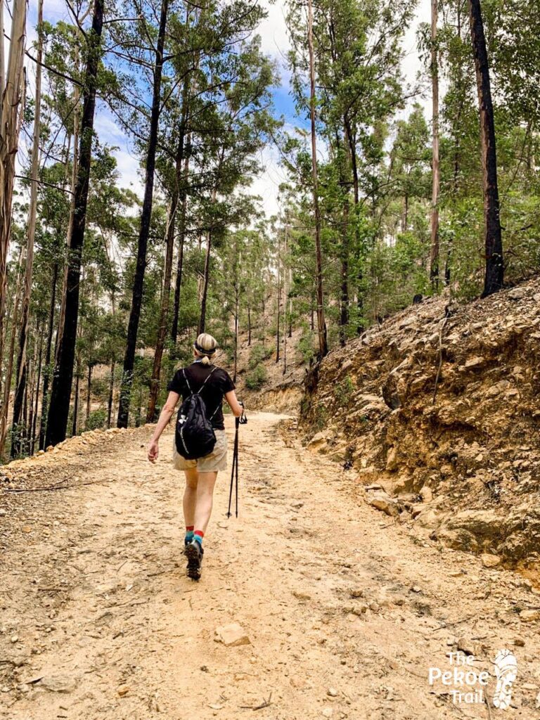 Under the Pines: A Section of the Pekoe Trail